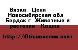 Вязка › Цена ­ 2 000 - Новосибирская обл., Бердск г. Животные и растения » Кошки   